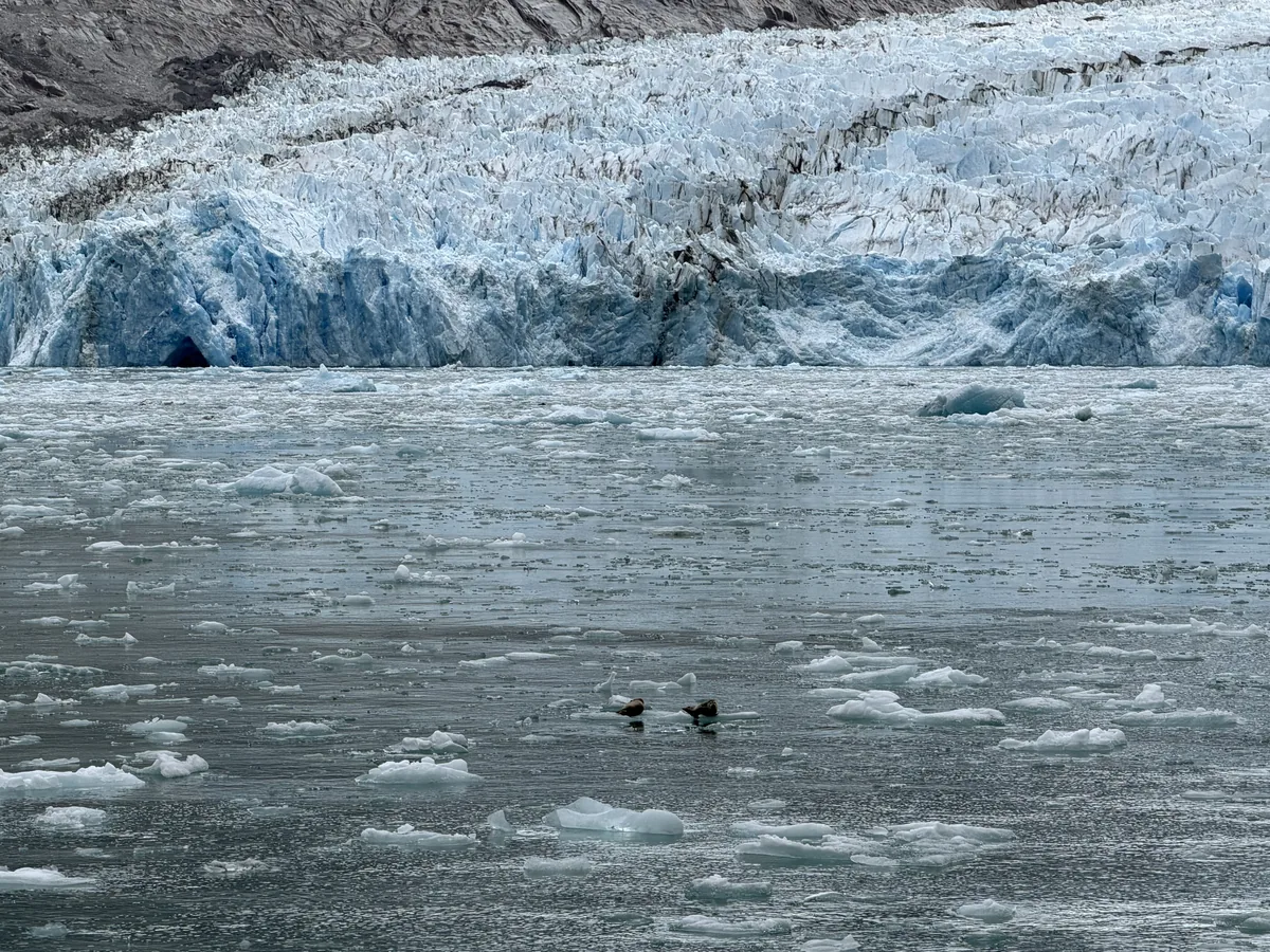 view of two harbor seals laying on an ice float with the Dawes Glacier in the background.