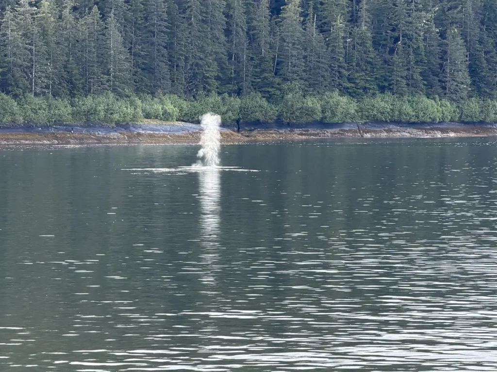 A humpback whale breaching the surface