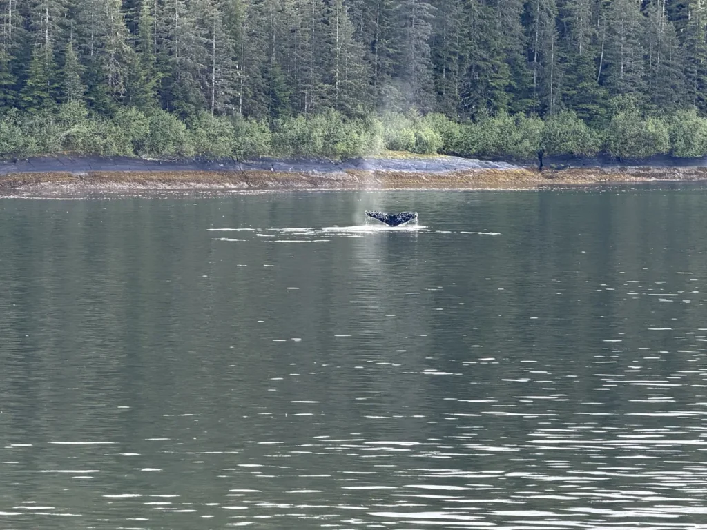 A humpback whale tale showing out of the water after surfacing